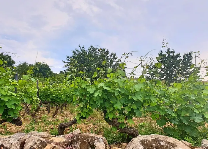 Casa Hortensias * Alijó